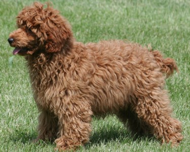 Miniature poodle puppy